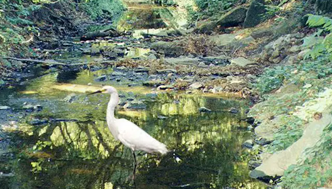 A great egret wading in a shallow, tree-shaded stream, the kind of open urban waterway that concrete channelization replaced