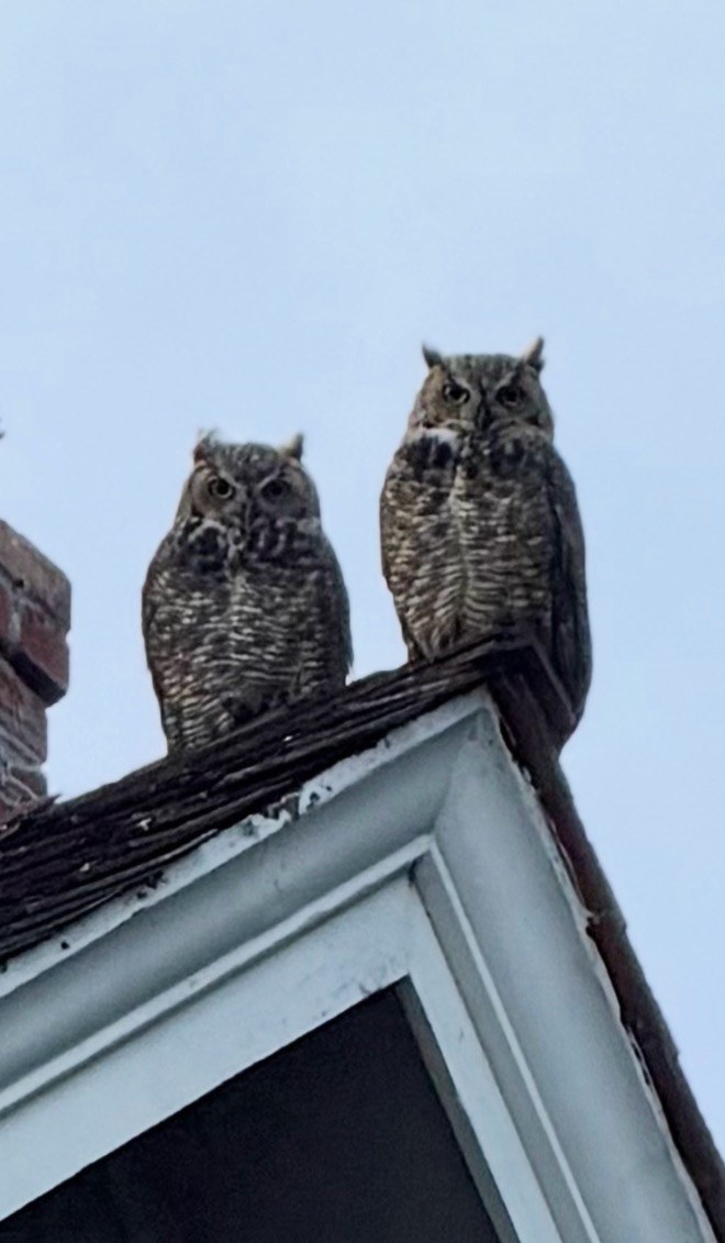 Two great horned owls perched side by side on a rooftop gable at dusk, staring directly at the camera