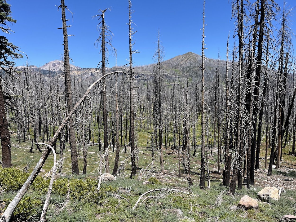 A hillside of standing dead trees, burned bare of needles and bark, at Lassen Volcanic National Park